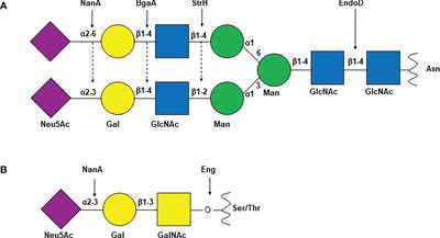 Role of Streptococcus pneumoniae extracellular glycosidases in immune evasion